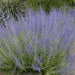 Russian Sage SEED,’ Perennial Flowers - Caribbean garden seed