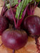 Ruby Queen Beet Seed Can be planted from early spring or late summer - Caribbean garden seed