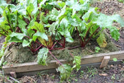 Ruby Queen Beet Seed Can be planted from early spring or late summer - Caribbean garden seed