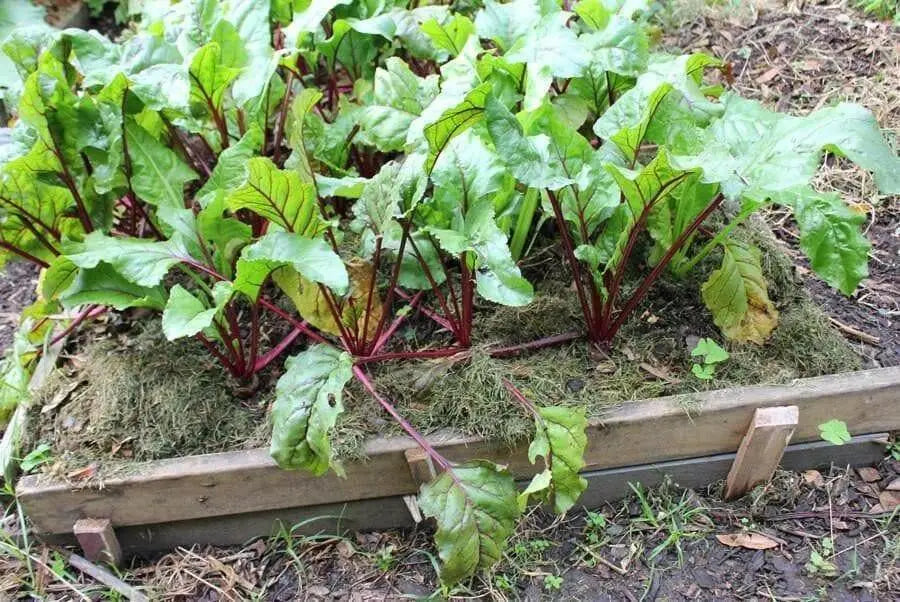 Ruby Queen Beet Seed Can be planted from early spring or late summer - Caribbean garden seed