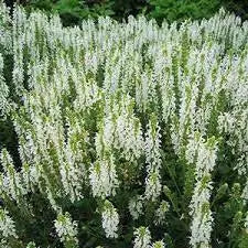Salvia SAGE Snow HILL, (bareroot) Perennial plant - Caribbean garden seed