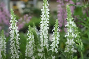 Salvia SAGE Snow HILL, (bareroot) Perennial plant - Caribbean garden seed
