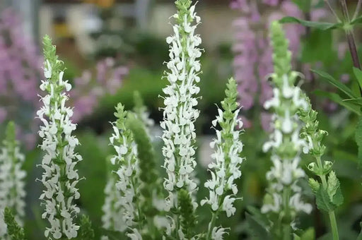 Salvia SAGE Snow HILL, (bareroot) Perennial plant - Caribbean garden seed