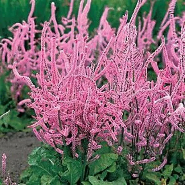 Russian Statice FLOWERS Seeds - Suworowii - Caribbean garden seed