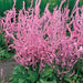 Russian Statice FLOWERS Seeds - Suworowii - Caribbean garden seed