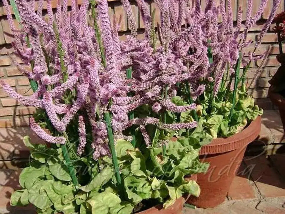 Russian Statice FLOWERS Seeds - Suworowii - Caribbean garden seed