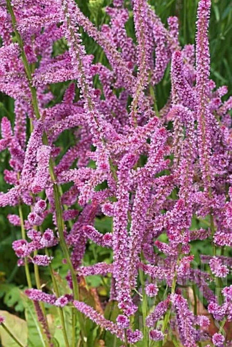 Russian Statice FLOWERS Seeds - Suworowii - Caribbean garden seed