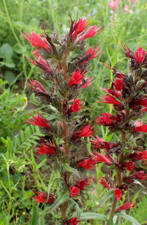 Russian Bugloss Seeds, Perennial flowers - Caribbean garden seed