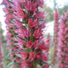 Russian Bugloss Seeds, Perennial flowers - Caribbean garden seed