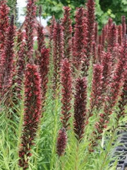 Russian Bugloss Seeds, Perennial flowers - Caribbean garden seed
