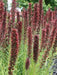 Russian Bugloss Seeds, Perennial flowers - Caribbean garden seed