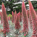 Russian Bugloss Seeds, Perennial flowers - Caribbean garden seed