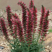 Russian Bugloss Seeds, Perennial flowers - Caribbean garden seed