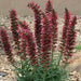 Russian Bugloss Seeds, Perennial flowers - Caribbean garden seed