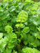 Salad Burnet ,Herb Seeds - Caribbean garden seed