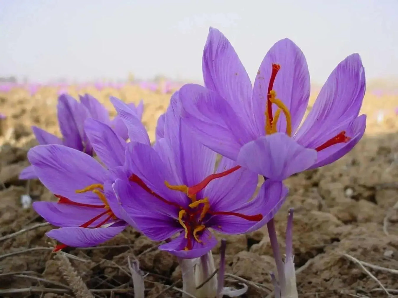 Saffron Plant Bulbs - Rare Spice ,Crocus Sativus - Caribbean garden seed