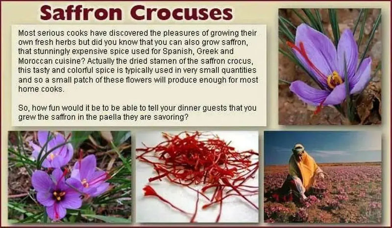 Saffron Plant Bulbs - Rare Spice ,Crocus Sativus - Caribbean garden seed