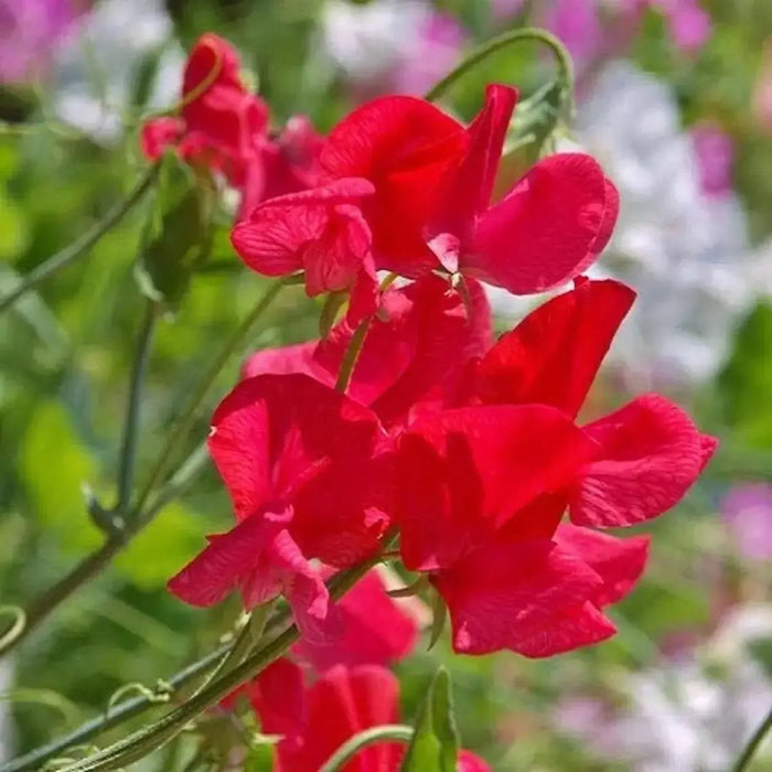 Royal Scarlet Sweet Pea -  , Flowers Vine - Caribbean garden seed