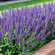 Salvia SAGE May Night (BAREROOT PLANT) - Caribbean garden seed