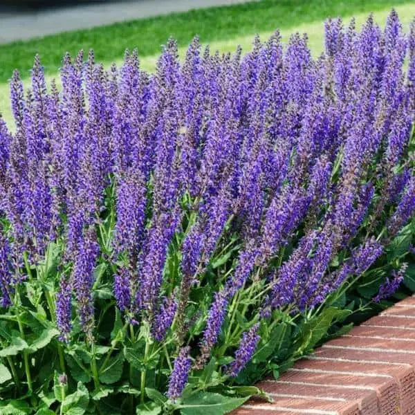 Salvia SAGE May Night (BAREROOT PLANT) - Caribbean garden seed