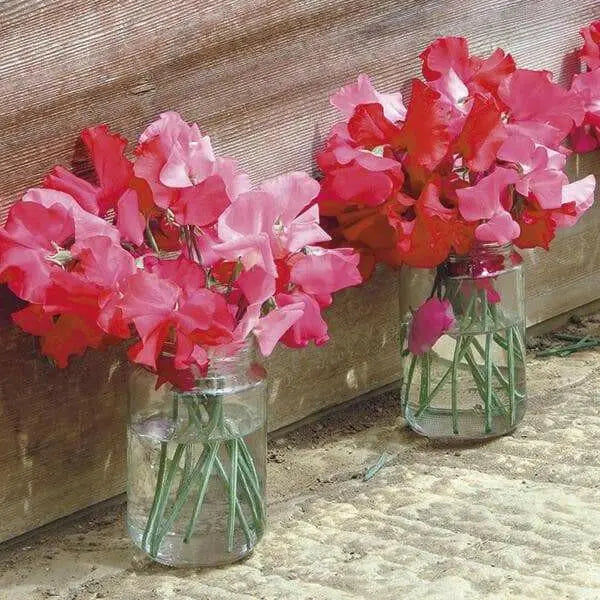 Royal Scarlet Sweet Pea -  , Flowers Vine - Caribbean garden seed