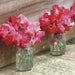 Royal Scarlet Sweet Pea -  , Flowers Vine - Caribbean garden seed