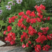 Royal Scarlet Sweet Pea -  , Flowers Vine - Caribbean garden seed
