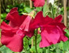 Royal Scarlet Sweet Pea -  , Flowers Vine - Caribbean garden seed