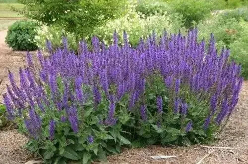 Salvia SAGE May Night (BAREROOT PLANT) - Caribbean garden seed