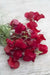 Royal Scarlet Sweet Pea -  , Flowers Vine - Caribbean garden seed