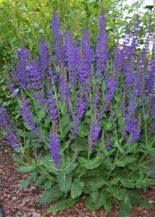 Salvia SAGE May Night (BAREROOT PLANT) - Caribbean garden seed