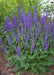 Salvia SAGE May Night (BAREROOT PLANT) - Caribbean garden seed