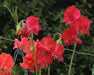 Royal Scarlet Sweet Pea -  , Flowers Vine - Caribbean garden seed