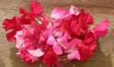 Royal Scarlet Sweet Pea -  , Flowers Vine - Caribbean garden seed