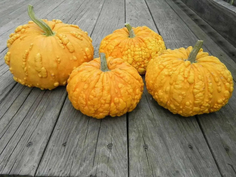 SANCHEZ PUMPKIN SEED.,WINTER SQUASH - Caribbean garden seed