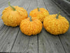 SANCHEZ PUMPKIN SEED.,WINTER SQUASH - Caribbean garden seed