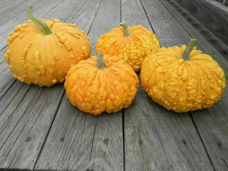 SANCHEZ PUMPKIN SEED.,WINTER SQUASH - Caribbean garden seed