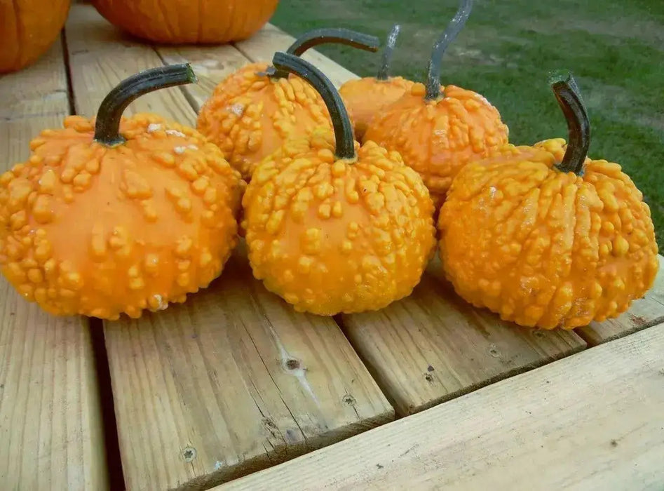 SANCHEZ PUMPKIN SEED.,WINTER SQUASH - Caribbean garden seed