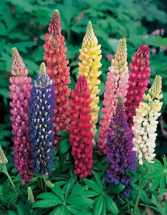 Russells Lupine Seeds.PERENNIAL FLOWERS - Caribbean garden seed
