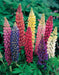 Russells Lupine Seeds.PERENNIAL FLOWERS - Caribbean garden seed