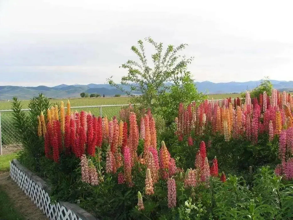Russells Lupine Seeds.PERENNIAL FLOWERS - Caribbean garden seed