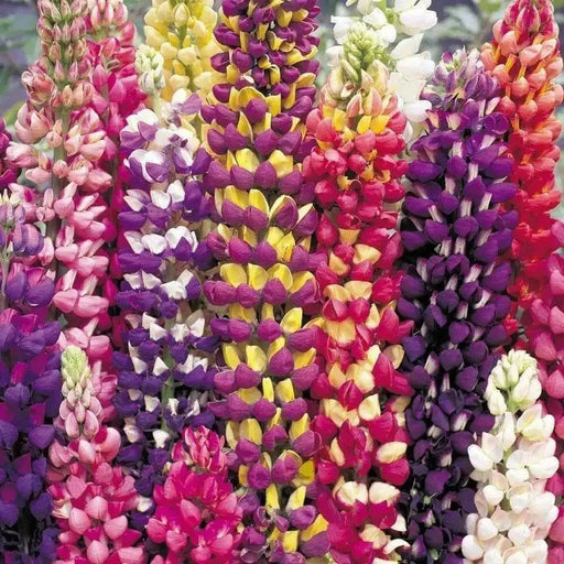 Russells Lupine Seeds.PERENNIAL FLOWERS - Caribbean garden seed
