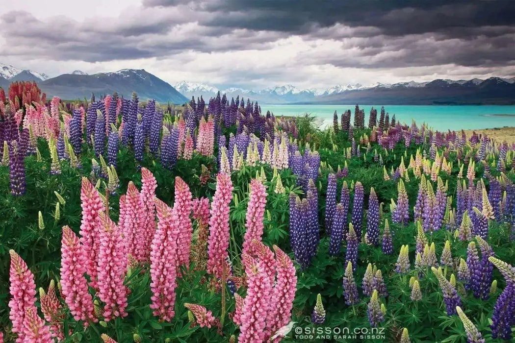 Russells Lupine Seeds.PERENNIAL FLOWERS - Caribbean garden seed