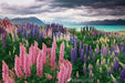 Russells Lupine Seeds.PERENNIAL FLOWERS - Caribbean garden seed