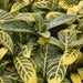 SANCHEZIA ELLEN ,Rare Tiger Plant 2.5" Pot - Easy to Grow House Plant - Caribbean garden seed