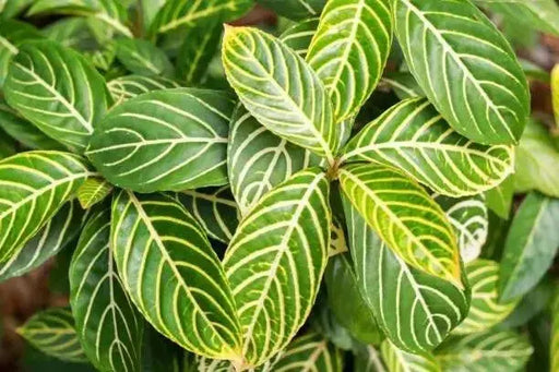 SANCHEZIA ELLEN ,Rare Tiger Plant 2.5" Pot - Easy to Grow House Plant - Caribbean garden seed