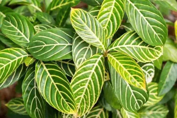 SANCHEZIA ELLEN ,Rare Tiger Plant 2.5" Pot - Easy to Grow House Plant - Caribbean garden seed