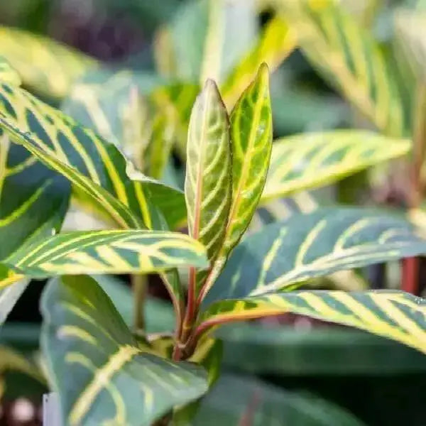 SANCHEZIA ELLEN ,Rare Tiger Plant 2.5" Pot - Easy to Grow House Plant - Caribbean garden seed