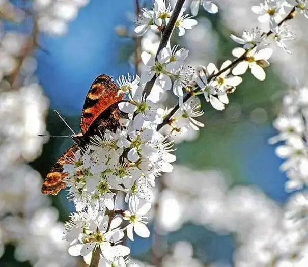 Sand Cherry, Live PLANT ,12-18''Hardy Perennial Shrub! ornamental - Caribbean garden seed