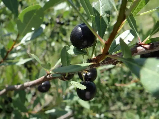 Sand Cherry, Live PLANT ,12-18''Hardy Perennial Shrub! ornamental - Caribbean garden seed